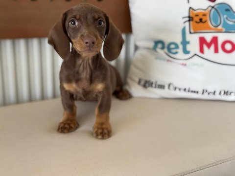 Petmode köpek çiftliğinde ziyarete açık dachshund