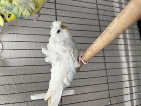Muhabbet kuşu bir takım damızlık 2 ayrı erkek mermi