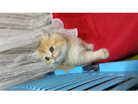 British shorthair yavrularımız yeni yuvasını arıyor