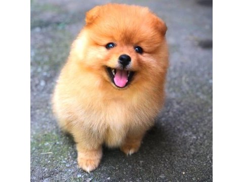 Orijinal ayı surat pomeranian boo