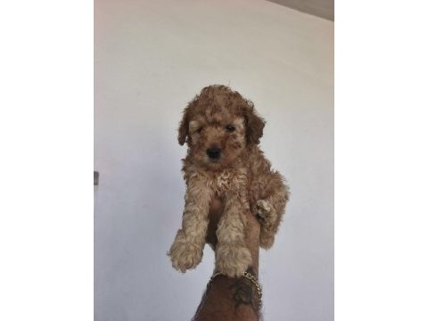 Toy poodle bebekler