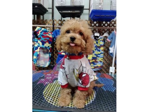 Erkek toy poodle