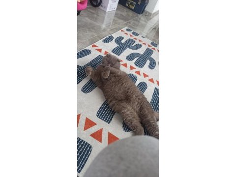 Scottish fold sahiplendirme