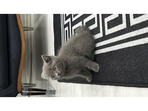 Kivi 2,5 aylık kedimiz