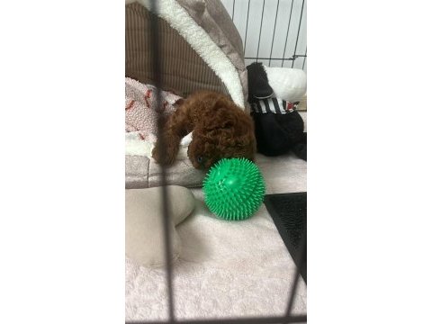Toy poodle bebekleri 3 aylık