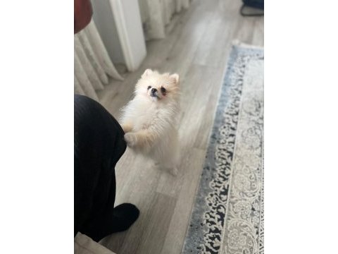 3 aylık dişi pomeranian güzellik