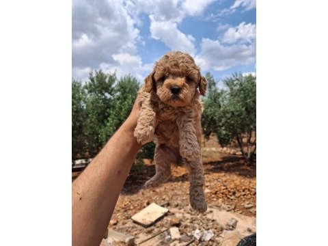 A kalite toy poodle