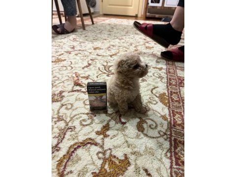 Maltipoo dişi yavrumuz 7 ocak doğumlu 500 gr