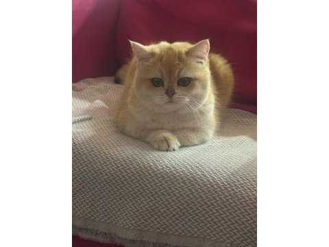 Özel hissettiren golden british shorthair kedim
