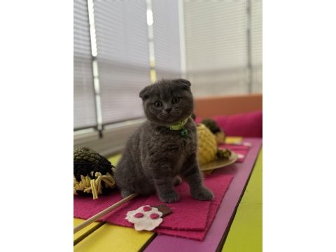 Scottish fold erkek kedimiz