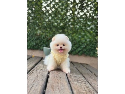 Sağlık ve ırk garantili pomeranianlar