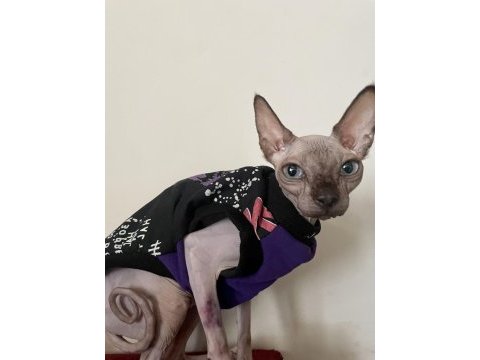 Sfenks kızımıza damat arıyoruz orjinal olsun lütfen