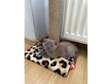 Scottish fold kedimiz