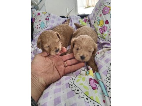 Trde tek teacup kore maltipoo