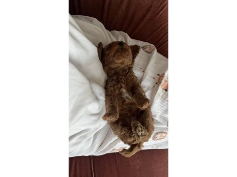 Aile ortamında büyümüş yavru köpekler