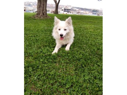 Alman spitz tatlı dişi