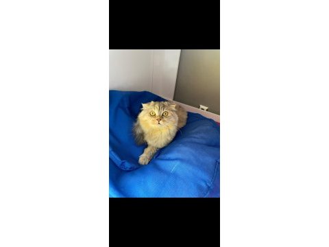 Scottish fold kedimiz
