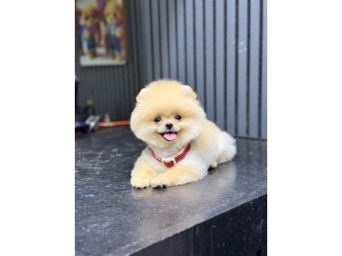 Sağlık ve ırk garantili pomeranian