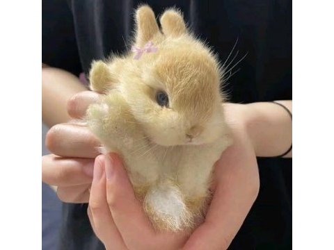Sarı kahverengi karamel hollanda lop yavru tavşanı