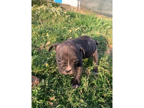 18 nisan doğumlu french bulldog