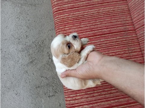 Cavalier king charles bebişler