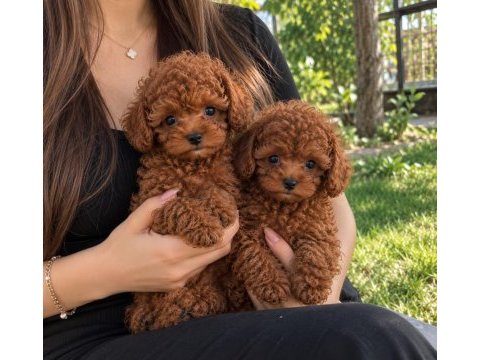 Red brown minik toy poodle yavrular