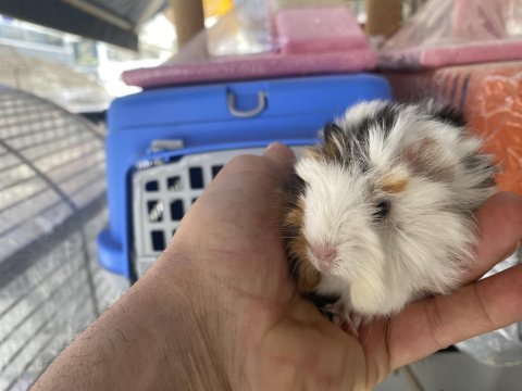 Guinea pigler