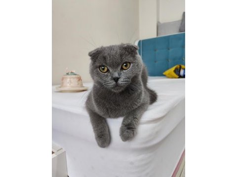 Scottish fold erkek kedimiz