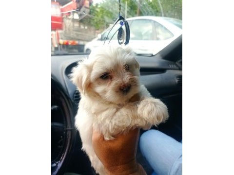 Maltese yavru köpekler