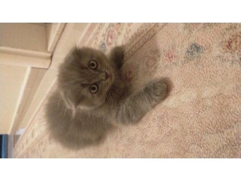 3 aylık scottish fold erkek