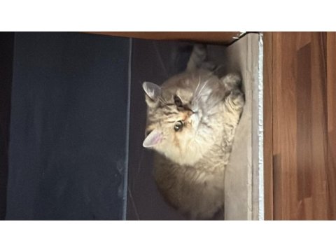 Chinchilla kedimizi sahiplendirme