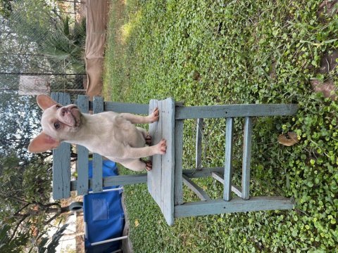 Her renk ve türde french bulldog mevcuttur