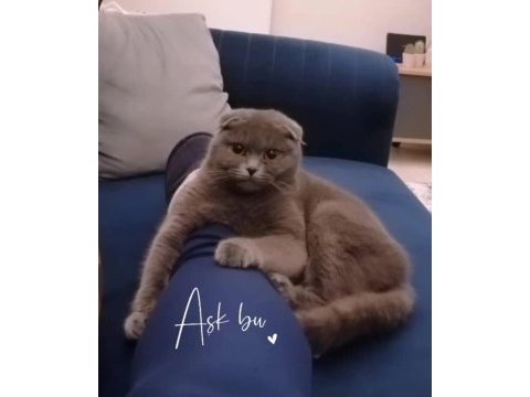 Scottish fold dişi