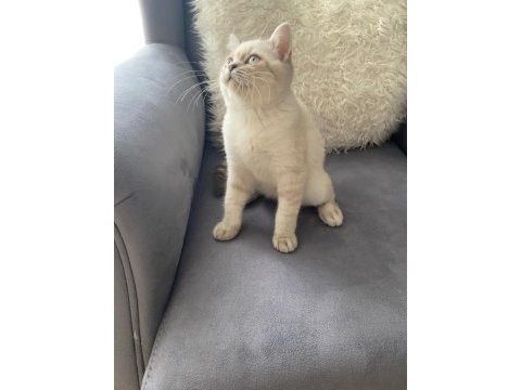 British shorthair