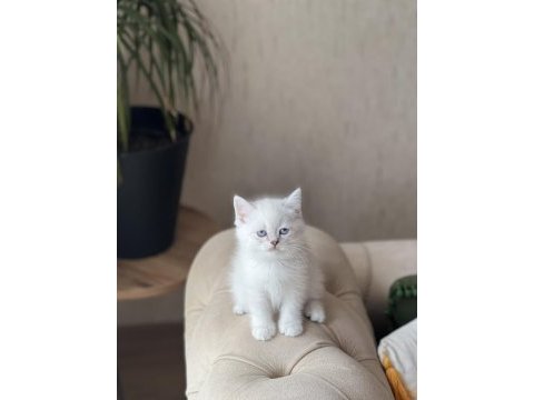 A kalite british shorthair yavrum