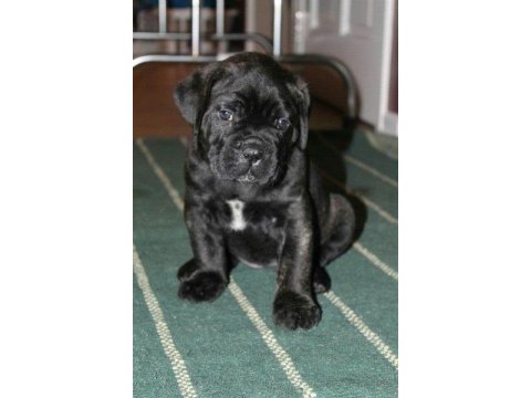 Devasal cane corso yavrular