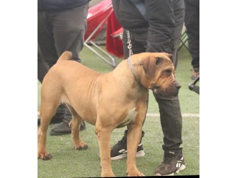 Boerboel güney afrika mastiff