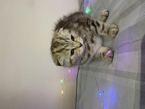 Güzel scottish fold yavrum