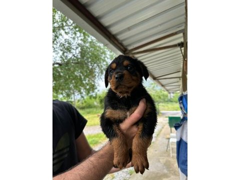 Macar kafa rottweiler