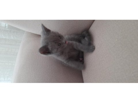 A kalite british shorthair gri