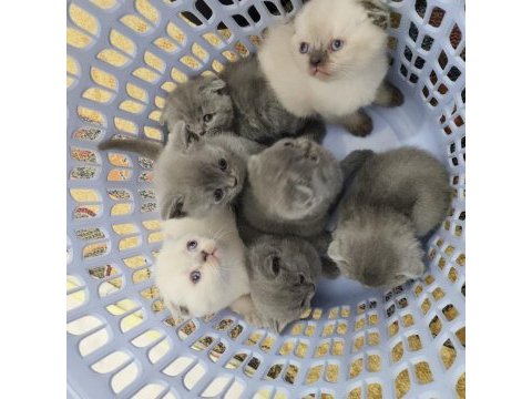 Enfes güzellikte scottish fold yavrular