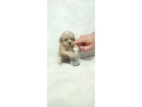 Dişi sıfır burun maltipoo