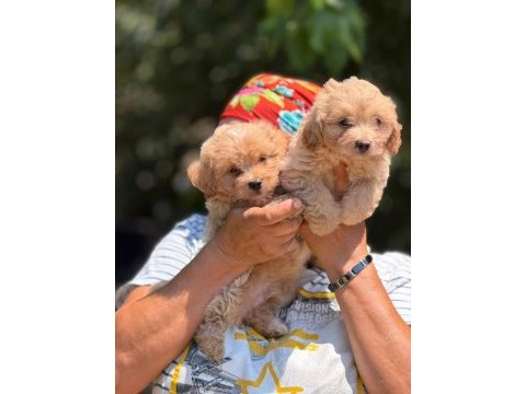 Safkan aşılı ve çiş eğitimli maltıpoo bebekler 