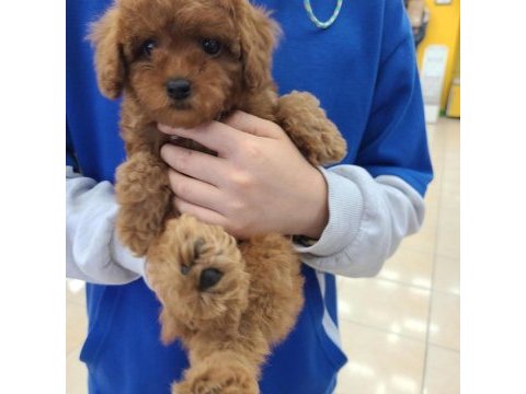 Toy poodle yavruları