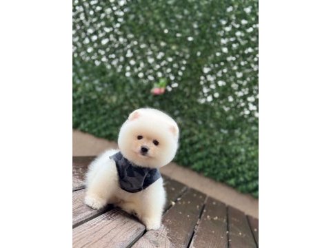Mükemmel tüy yapısı pomeranian boo