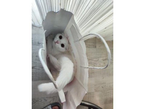 Çipli pasaportlu dişi kedimiz