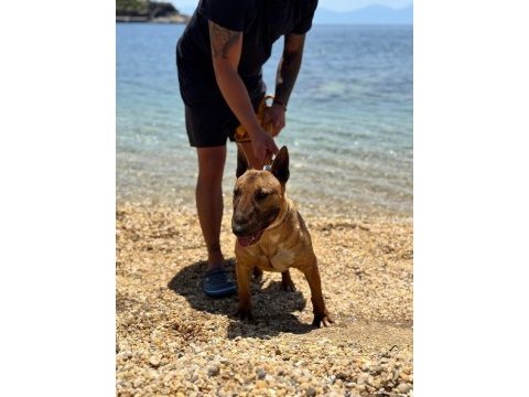 Damızlık bull terrier köpekler