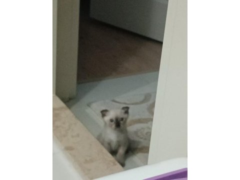 Tatlı siyam kedisi bebişimiz