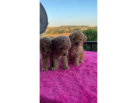 Toy poodle bebekler uygun