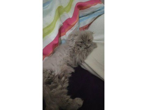 Scottish fold 2 aylık dişi kesik kulak